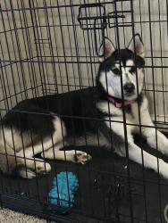 Lost Female Dog last seen Richmond, Houston, TX 77082