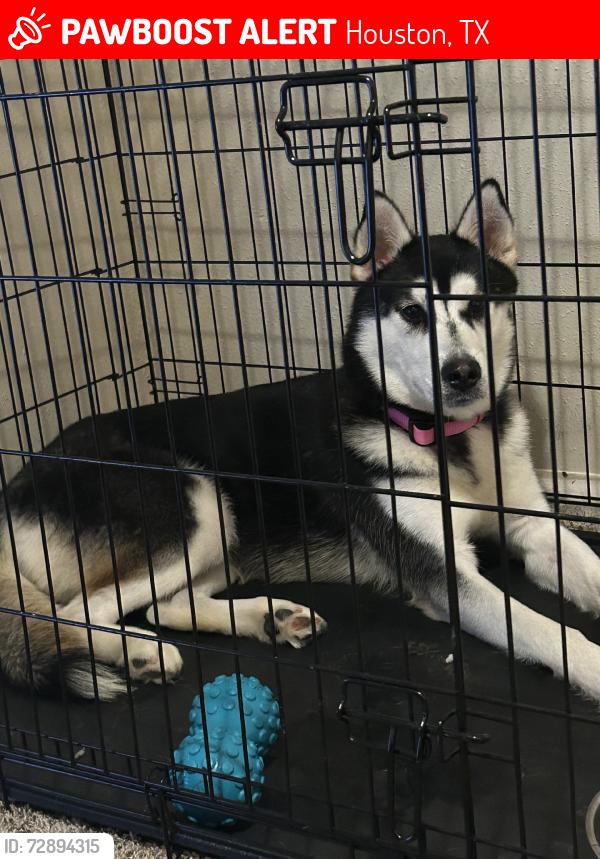 Lost Female Dog last seen Richmond, Houston, TX 77082