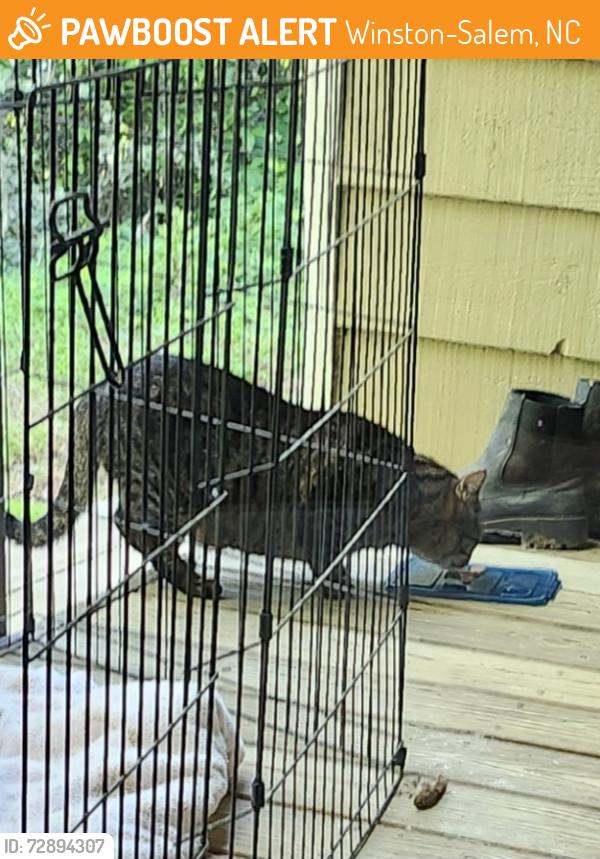 Found/Stray Unknown Cat last seen Hanes Mill Rd, Winston-Salem, NC 27105