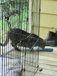 Found/Stray Unknown Cat last seen Hanes Mill Rd, Winston-Salem, NC 27105