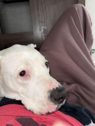 Reunited Female Dog last seen State and bates street , Indianapolis, IN 46201
