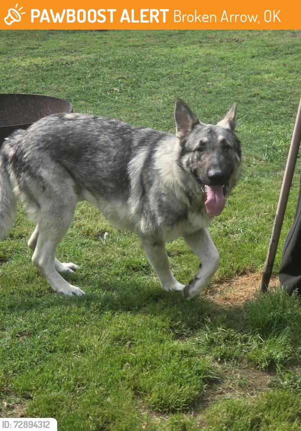Found/Stray Male Dog last seen 71st & Main Street , Broken Arrow, OK 74012