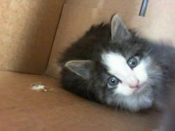 Shelter Stray Male Cat last seen CHARLOTTE, 8315 Byrum Dr, Charlotte, NC 28217, USA