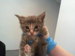 Shelter Stray Female Cat last seen CHARLOTTE, 8315 Byrum Dr, Charlotte, NC 28217, USA