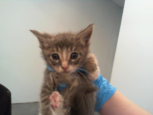 Shelter Stray Female Cat last seen CHARLOTTE, 8315 Byrum Dr, Charlotte, NC 28217, USA