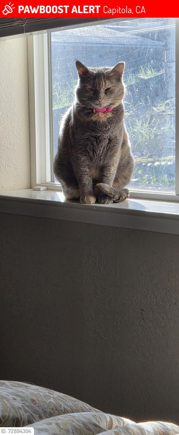 Lost Female Cat last seen Capitola Rd at 47th St, Capitola, CA 95010