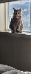 Lost Female Cat last seen Capitola Rd at 47th St, Capitola, CA 95010