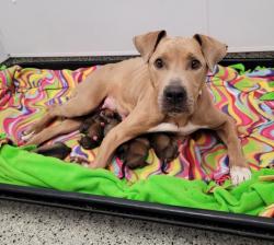 Shelter Stray Female Dog last seen Near BLOCK FIELDING ST, DETROIT, MI 48228, Detroit, MI 48211