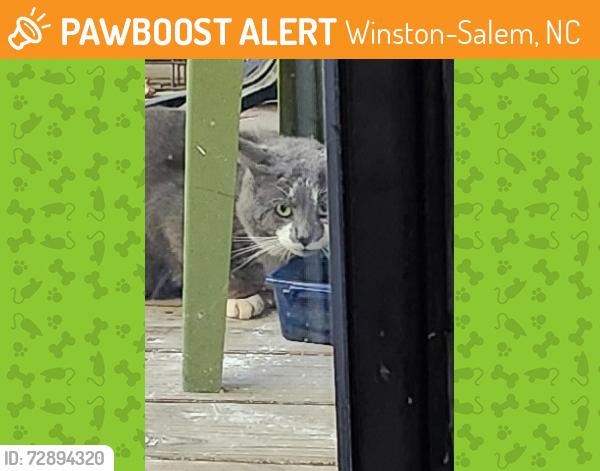 Found/Stray Unknown Cat last seen Hanes Mill Rd, Winston-Salem, NC 27105