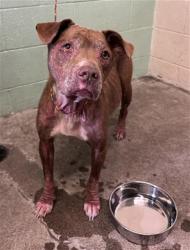 Shelter Stray Female Dog last seen DETROIT BLVD & BURLINGTON WAY, Sacramento, CA 95818