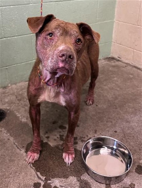 Shelter Stray Female Dog last seen DETROIT BLVD & BURLINGTON WAY, Sacramento, CA 95818