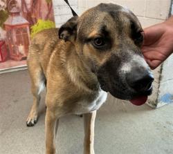 Shelter Stray Male Dog last seen N CHURCH AVE X N PALM AVE, San Bernardino, CA 92401