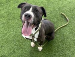 Shelter Stray Female Dog last seen , Los Angeles, CA 91405