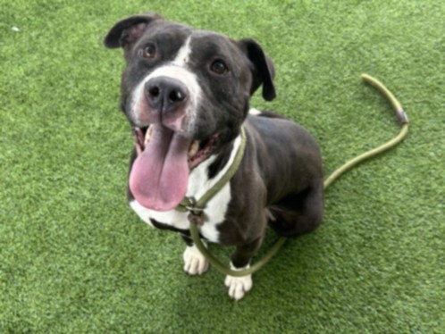 Shelter Stray Female Dog last seen , Los Angeles, CA 91405