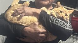 Lost Male Cat last seen Vineyard dr, Los Banos, CA 93635