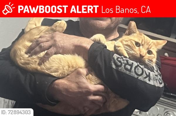 Lost Male Cat last seen Vineyard dr, Los Banos, CA 93635
