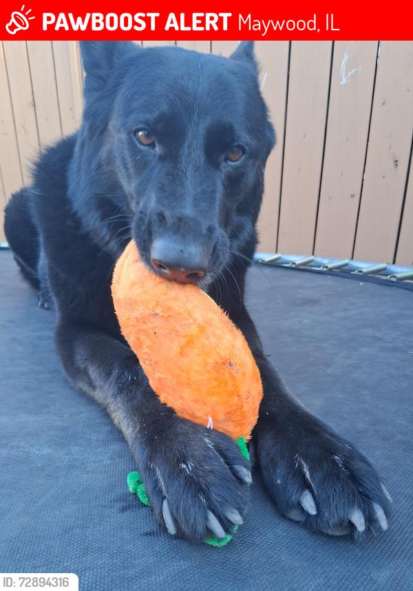 Lost Female Dog last seen 1st ave, Maywood, IL 60153