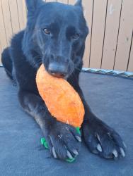 Lost Female Dog last seen 1st ave, Maywood, IL 60153