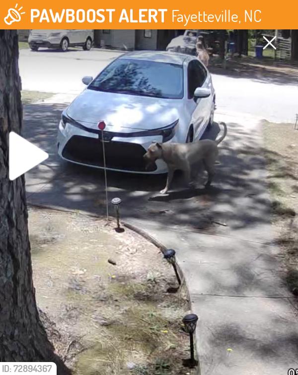 Found/Stray Unknown Dog last seen Danish Drive off Fillyaw Rd, Fayetteville, NC 28303