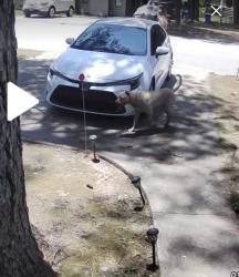 Found/Stray Unknown Dog last seen Danish Drive off Fillyaw Rd, Fayetteville, NC 28303