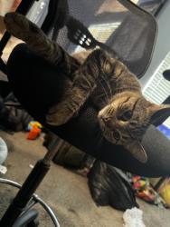 Found/Stray Female Cat last seen apmts, Tulsa, OK 74136