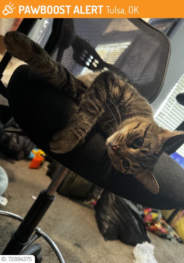 Found/Stray Female Cat last seen apmts, Tulsa, OK 74136