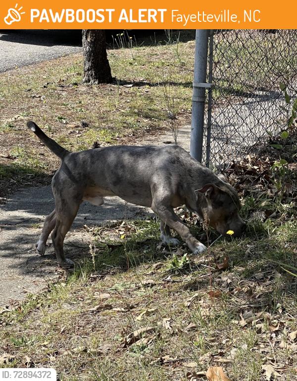 Found/Stray Male Dog last seen Belford Rd off of Glensford Drive, Fayetteville, NC 28304