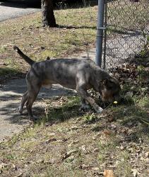 Found/Stray Male Dog last seen Belford Rd off of Glensford Drive, Fayetteville, NC 28304