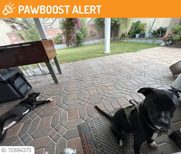 Found/Stray Male Dog last seen Hacienda heights , Hacienda Heights, CA 91745