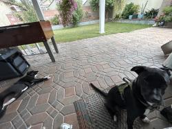 Found/Stray Male Dog last seen Hacienda heights , Hacienda Heights, CA 91745