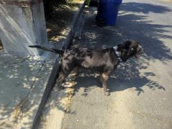 Found/Stray Female Dog last seen herrick and Bradley , Los Angeles, CA 91331
