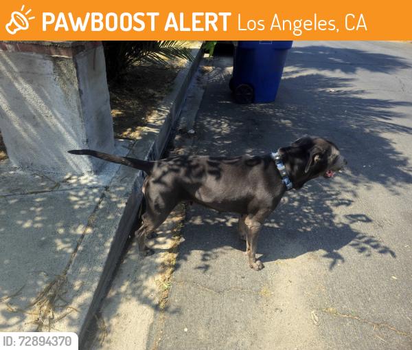 Found/Stray Female Dog last seen herrick and Bradley , Los Angeles, CA 91331