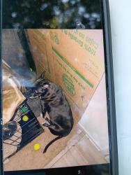 Reunited Female Dog last seen Braxton at the brier creek apmts , Raleigh, NC 27617