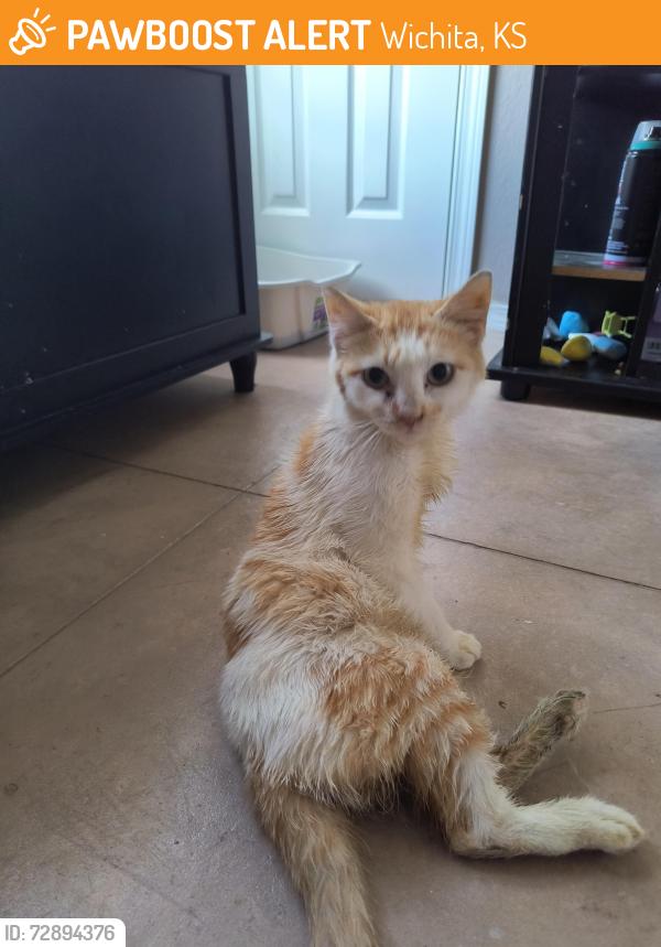 Found/Stray Female Cat last seen Near And central Ave, Wichita, KS 67212