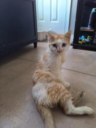 Found/Stray Female Cat last seen Near And central Ave, Wichita, KS 67212