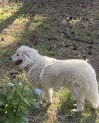 Found/Stray Unknown Dog last seen Rim road off Deertrot rd , Fayetteville, NC 28314