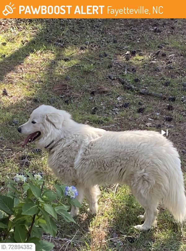 Found/Stray Unknown Dog last seen Rim road off Deertrot rd , Fayetteville, NC 28314