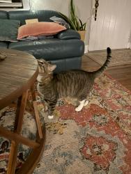 Reunited Male Cat last seen Palmer and Summerlin, Orlando, FL 32801