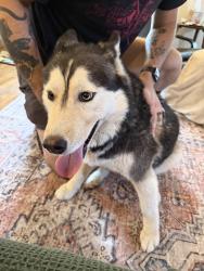 Found/Stray Unknown Dog last seen 6th Ave and Stapley, Mesa, AZ 85204