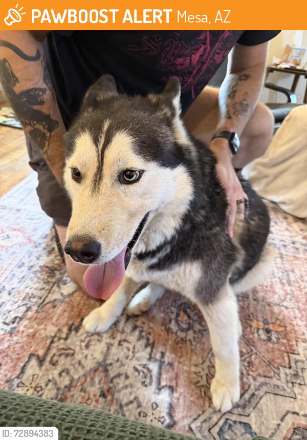 Found/Stray Unknown Dog last seen 6th Ave and Stapley, Mesa, AZ 85204