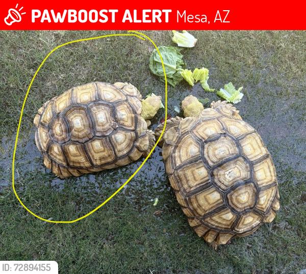 Lost Unknown Reptile last seen Lindsay and Pueblo, Mesa, AZ 85204