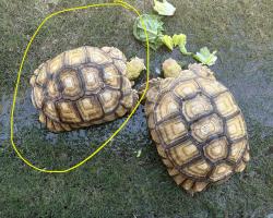 Lost Unknown Reptile last seen Lindsay and Pueblo, Mesa, AZ 85204