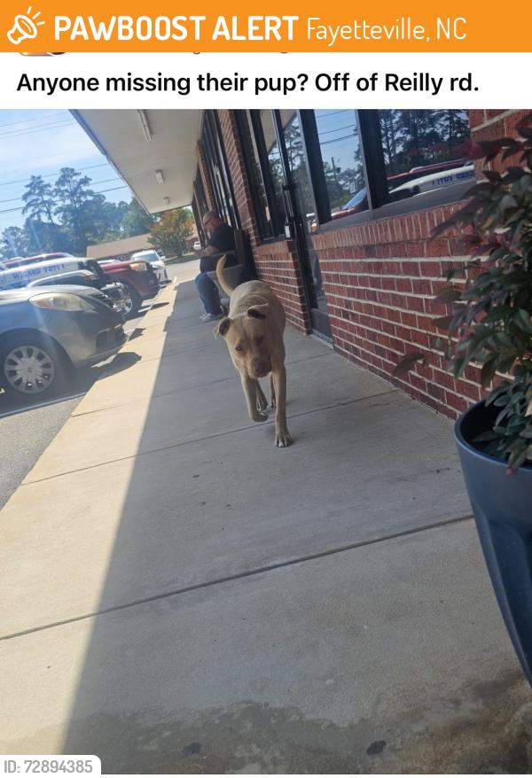 Found/Stray Unknown Dog last seen Reilly Road , Fayetteville, NC 28314