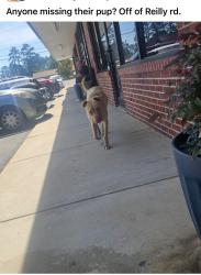 Found/Stray Unknown Dog last seen Reilly Road , Fayetteville, NC 28314
