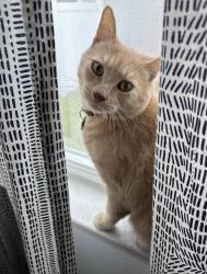 Lost Male Cat last seen Lark song loop, Riverview, FL 33579