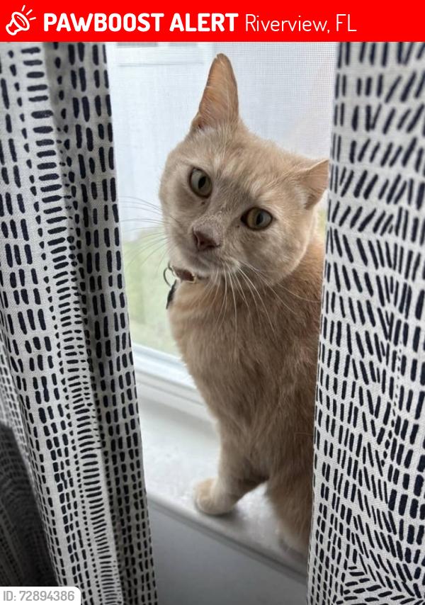 Lost Male Cat last seen Lark song loop, Riverview, FL 33579