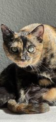 Lost Female Cat last seen Tampere & Scripps Creek Drive , San Diego, CA 92131