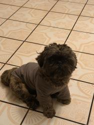 Reunited Male Dog last seen 103rd st , Los Angeles, CA 90002