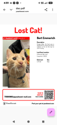 Lost Male Cat last seen Hollywood heights road, Caseyville, IL 62232