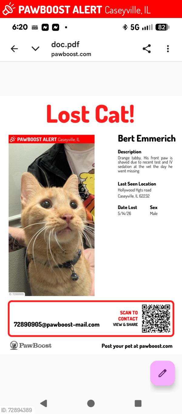 Lost Male Cat last seen Hollywood heights road, Caseyville, IL 62232